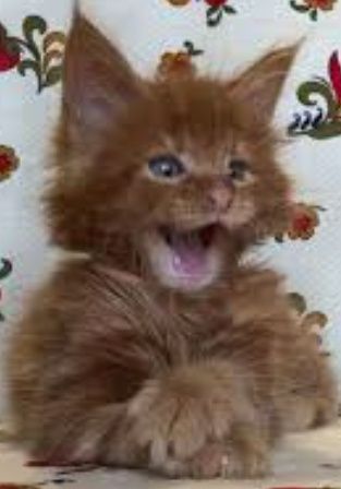 Мейн-кунчики котята Подарочки на Новый Год!