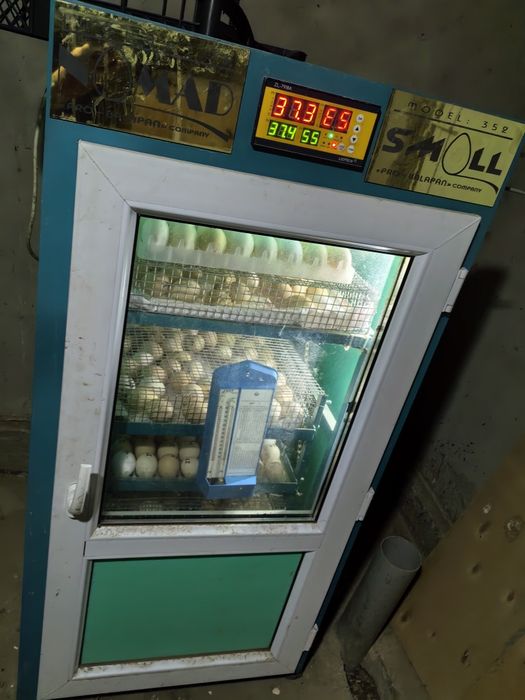 Инкубатор Nomad pro balapan 352