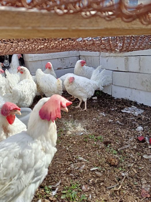 Тауық сатылады ..