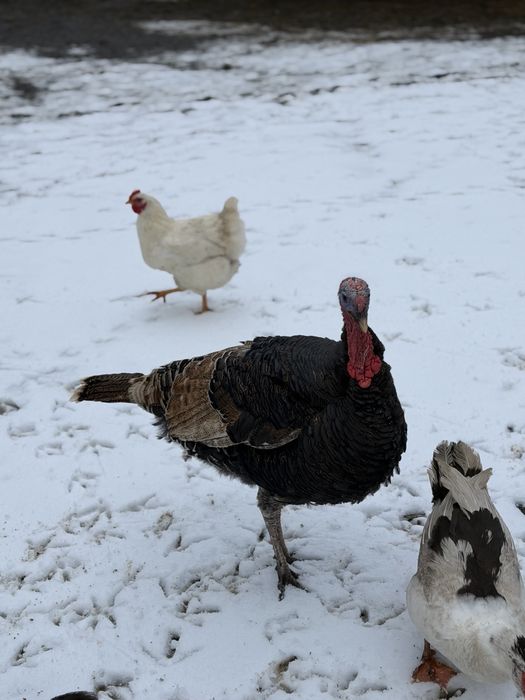 Pereche de curci pentru reproducere