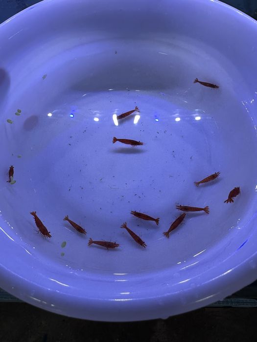 Криветка  Креветка  Krevetka сотилади вишня Cherry Neokardin