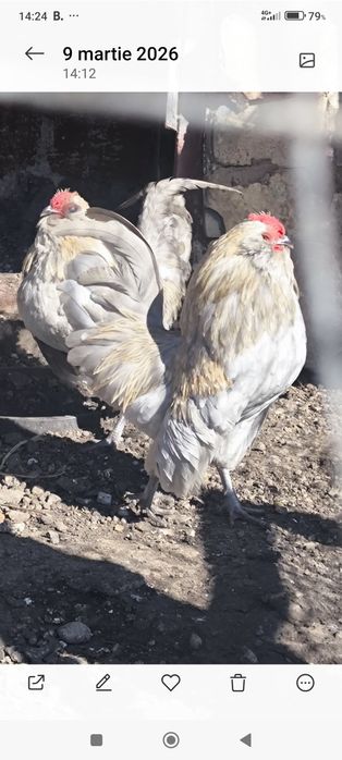 Cocoșei Bărboasă de anvers