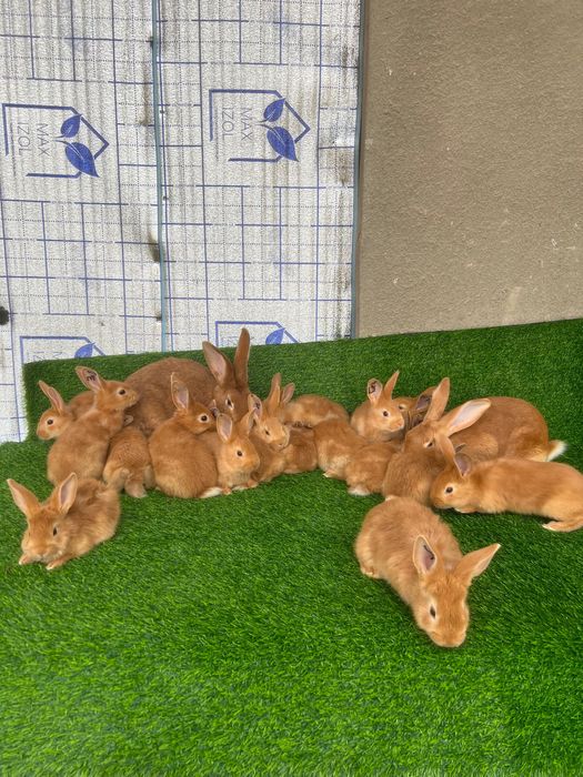 Бургундия қуёнлар