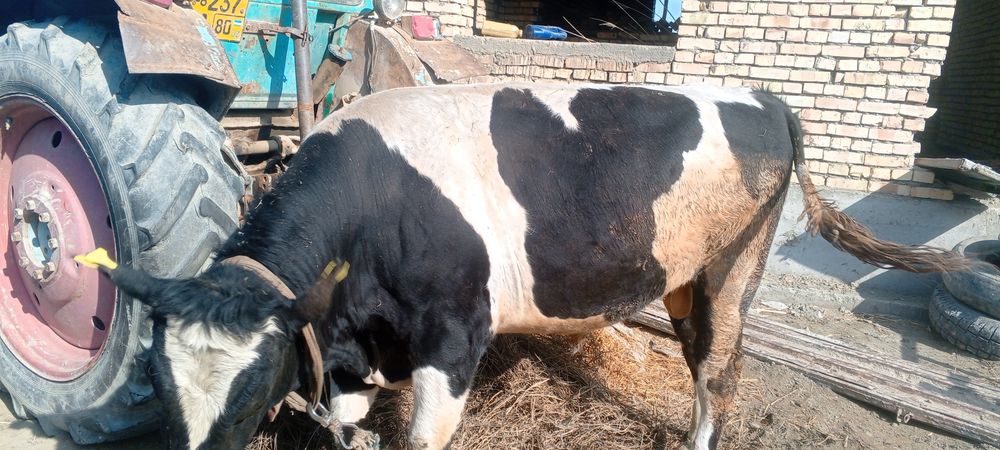 Golshtin buqa yoshi 3.5