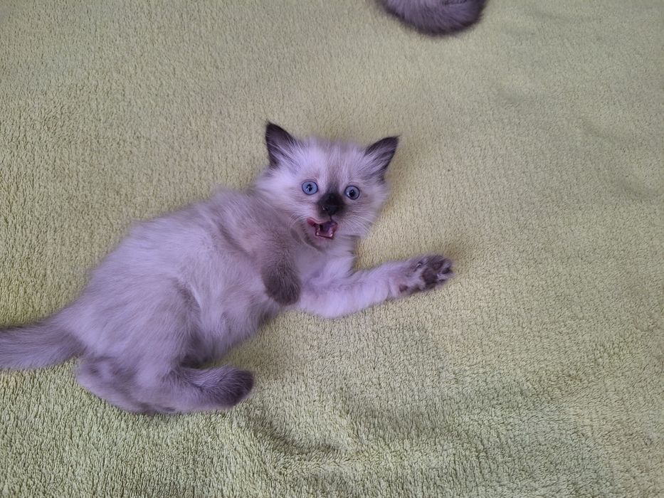 Милые      котята