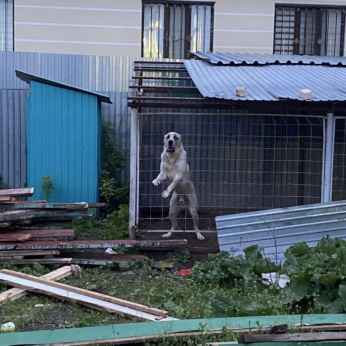 Среднеазиатская Овчарка