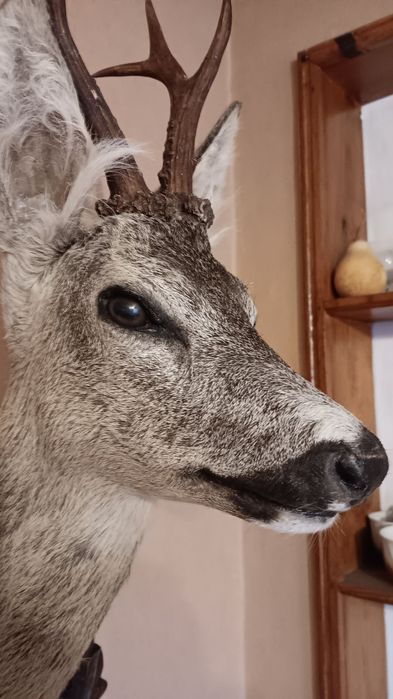 Препарирани сръндак 2бр.