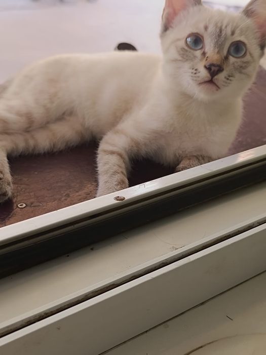 Сиамские котята продается