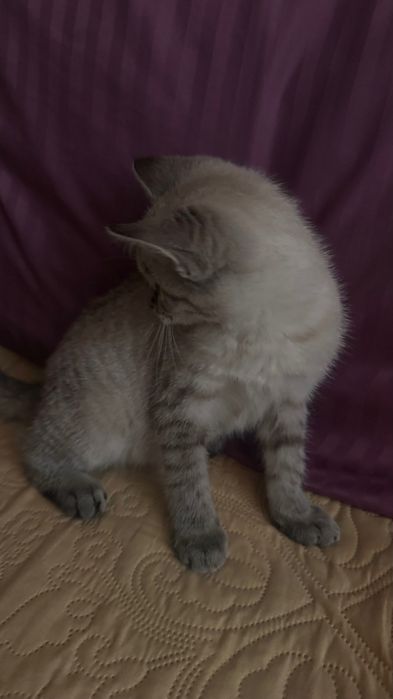 Шотландский котенок