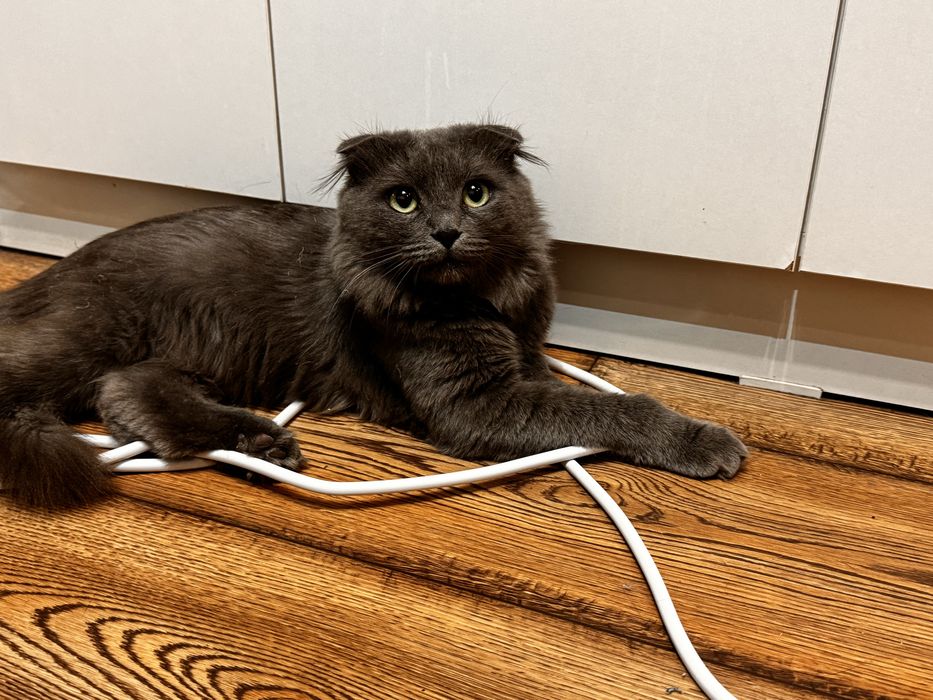 Отдаю котика в хорошие руки
