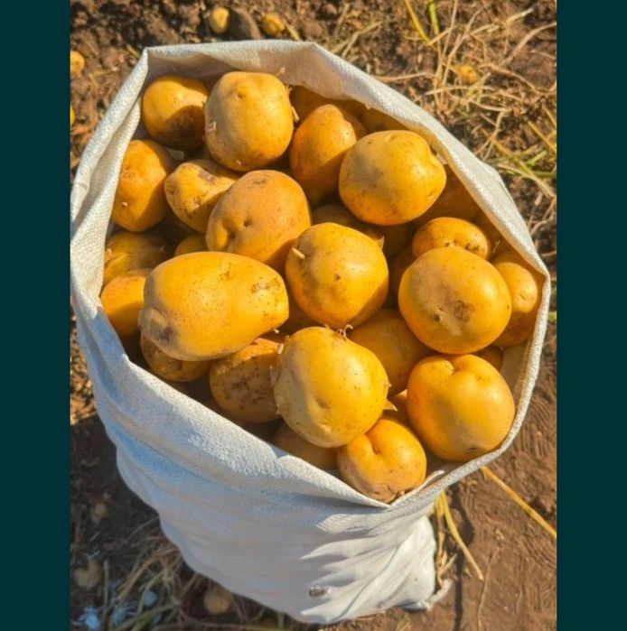 Продам картофель