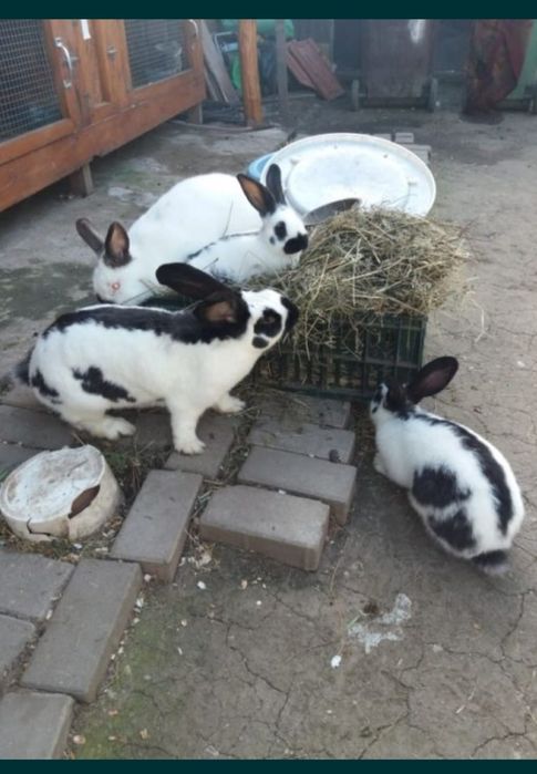 Disponibil uriaș german și alte rase