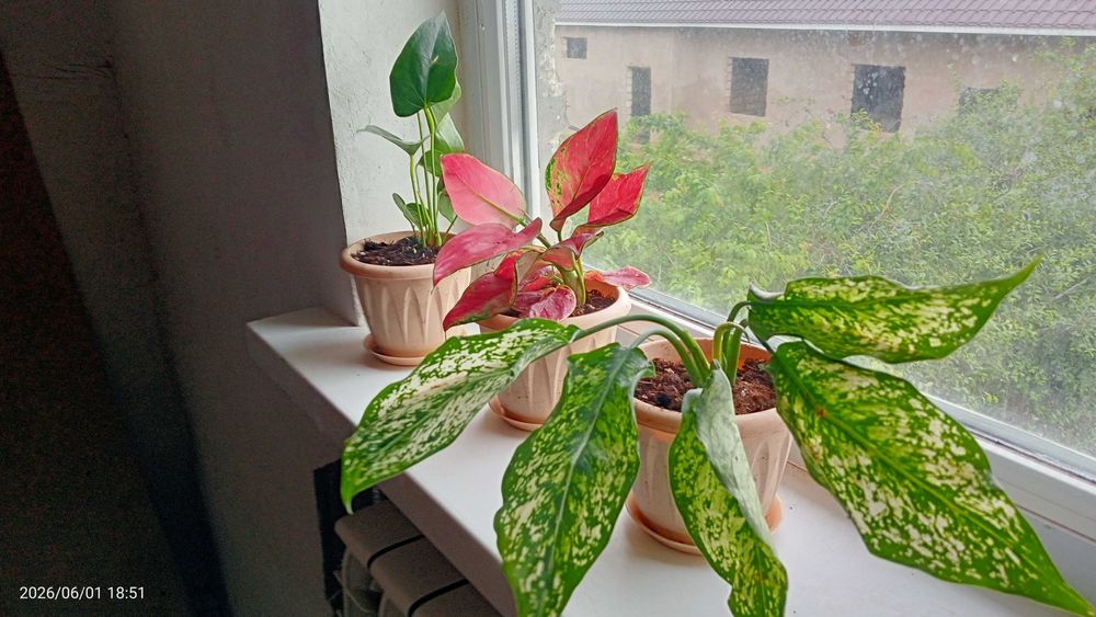 Продам комнатные цветы