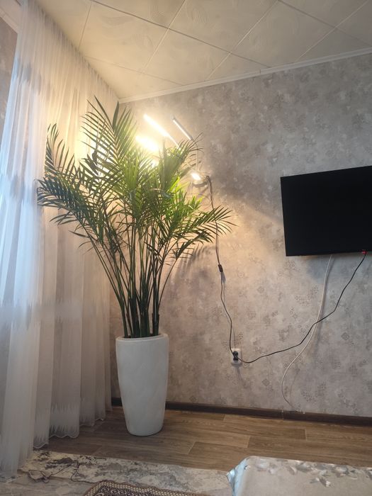 Продам большой цветок