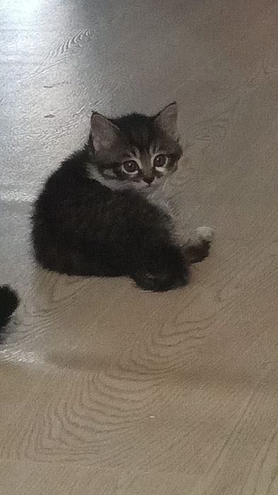Кошки животные котята