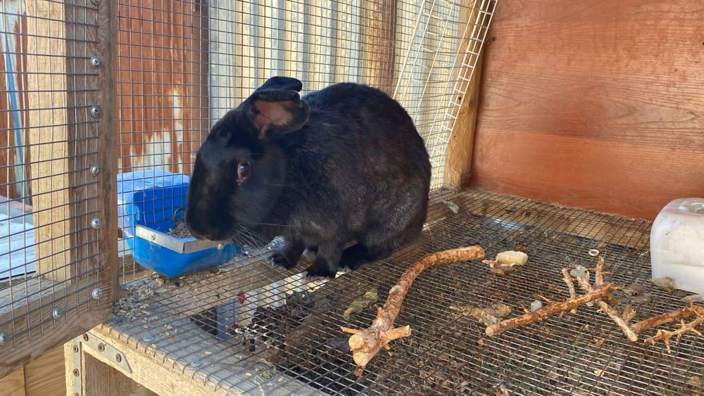 Қоян ұясымен сатылады