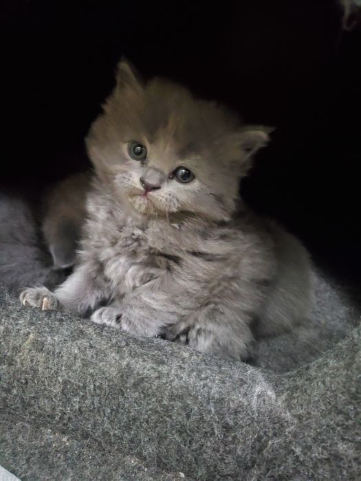 2 oylik mushuklar: erkak va ayollar mavjud