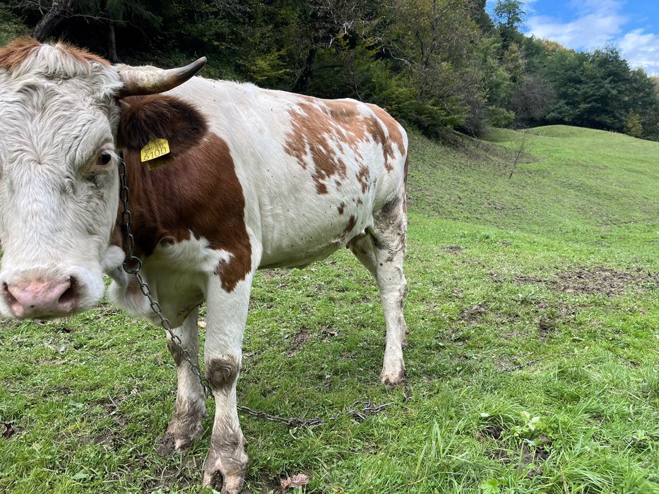 Vaca ( juninca gestanta )