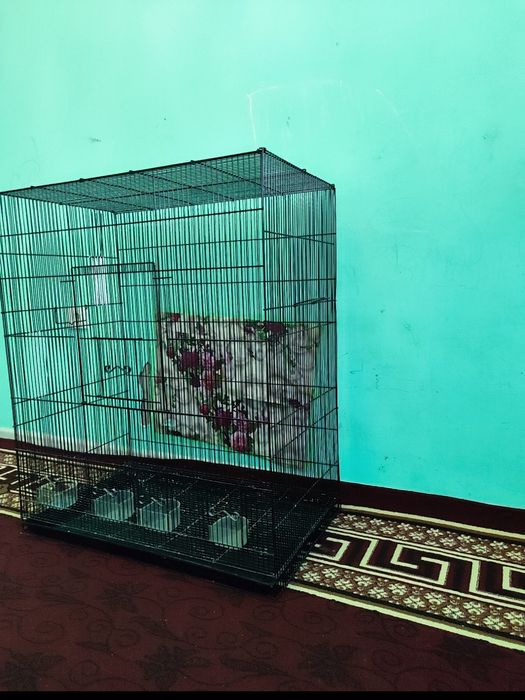Kletka katta kletka qafas karella Nerazluchkalarga mo'jallangan qafas