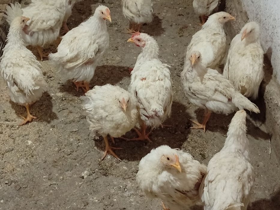 Продам бройлеров
