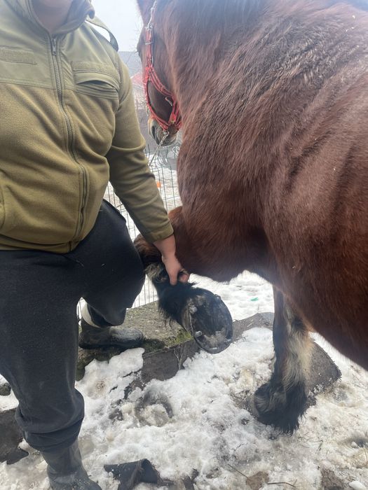 Iapa de vanzare  de 9 ani