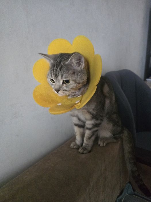 Бесплатно отдаем Кота