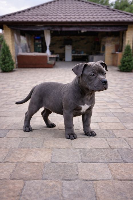 American Bully Pocket – 3 luni jumate, Bloodline de Top