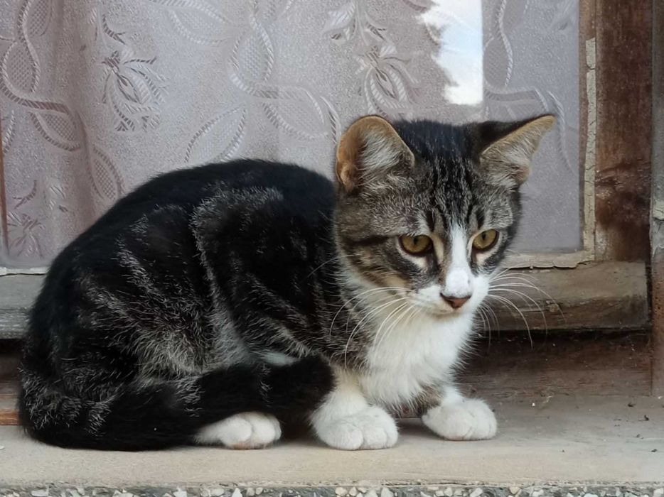 Мъжко коте на 4 месеца търси дом