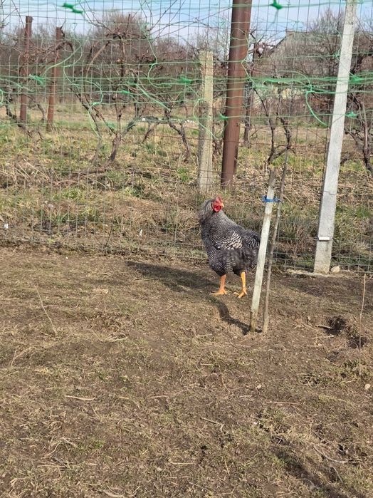 Vând cocoși :Sussex, Plymouth Rock Barat, Australop, New Hampshie.