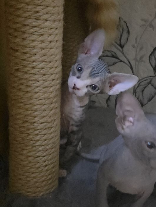 Продам котят канадского сфинкса