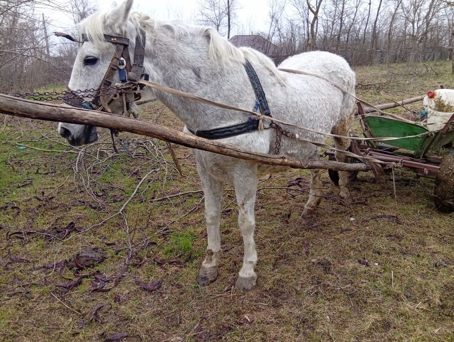 Iapa cuminte și muncitoare