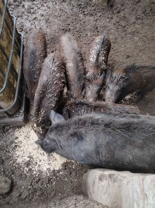 Диви прасета ,от диви родители,50 кг.