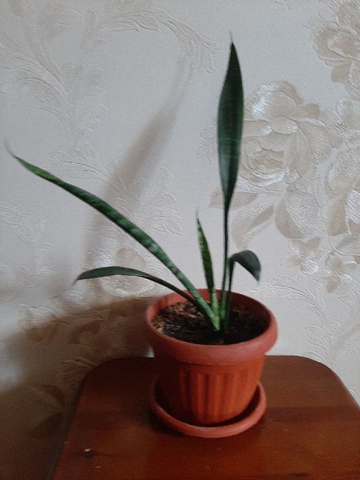 Сансивиерия (Sansevieria)
