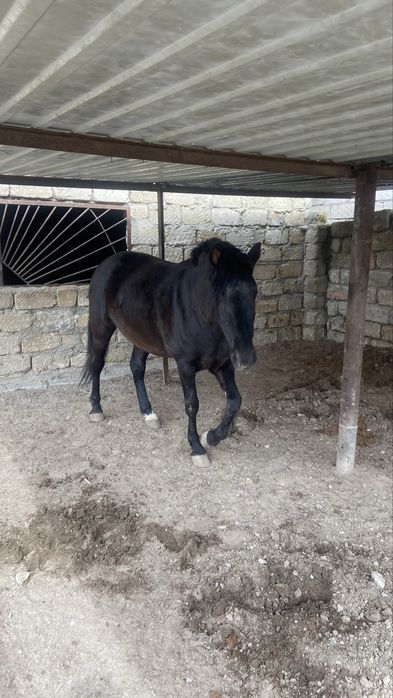 Жылқы сатылады 3 жасар