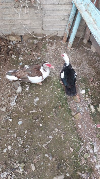 Индоутки оба девочки