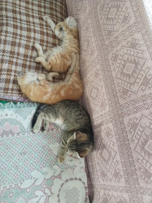 Котята даром в добрые руки