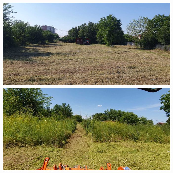 Curatare ambrozie - cosire teren, defrisare, tocare arbusti macesi