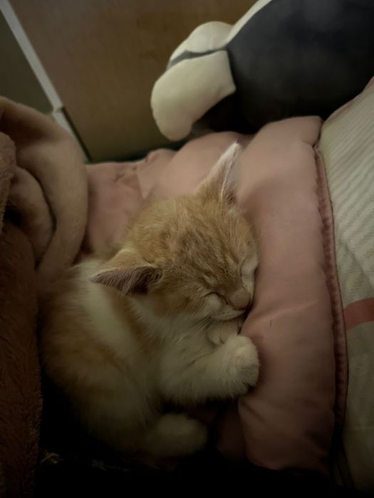 Котенок рыжий 2 месяца