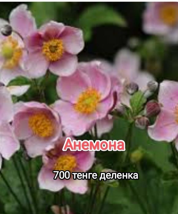 Продам садовые  многолетние цветы