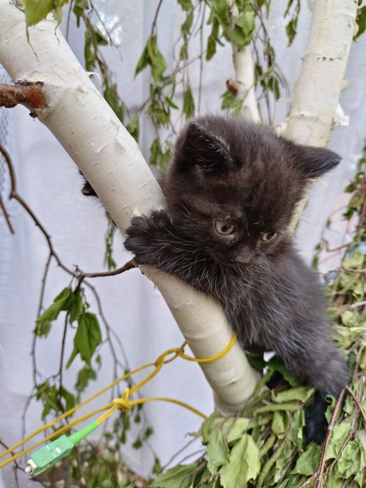 Отдам в добрые, руки котят. Мальчики и девочка