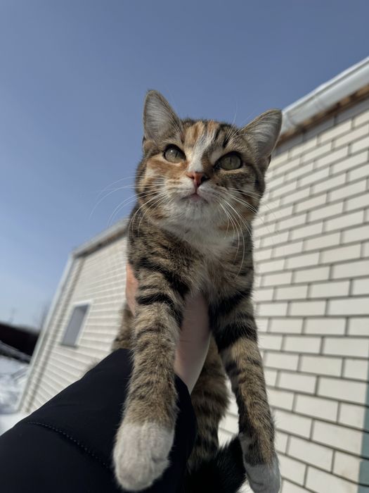 Отдам кошечку 4 месяца