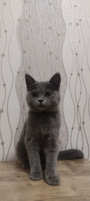 Skotish Fold  Mushuk