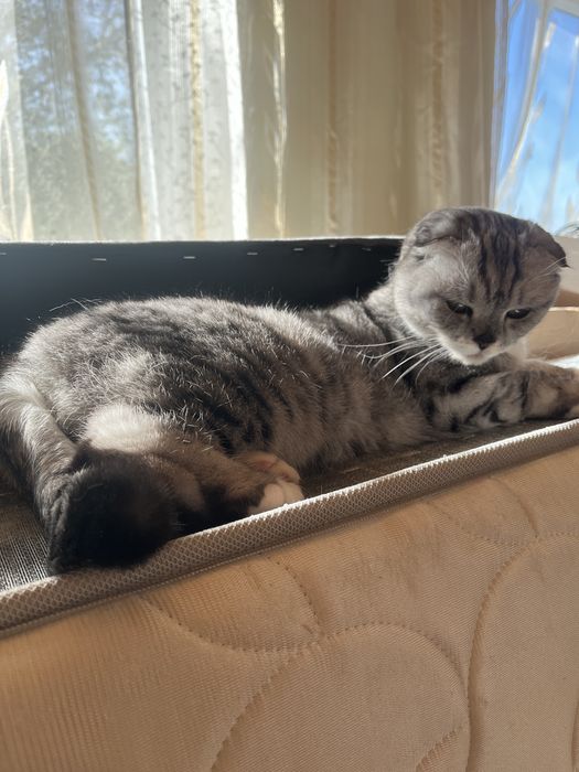 Продается кошка вислоухая