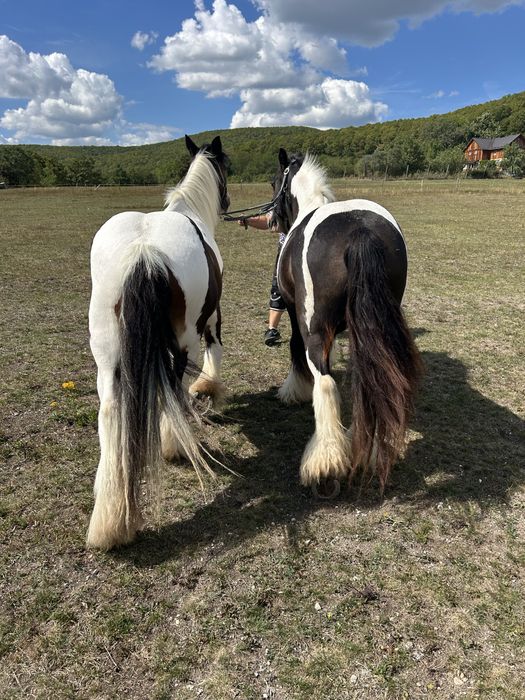 Pereche gipsy vanner tinker de vanzare