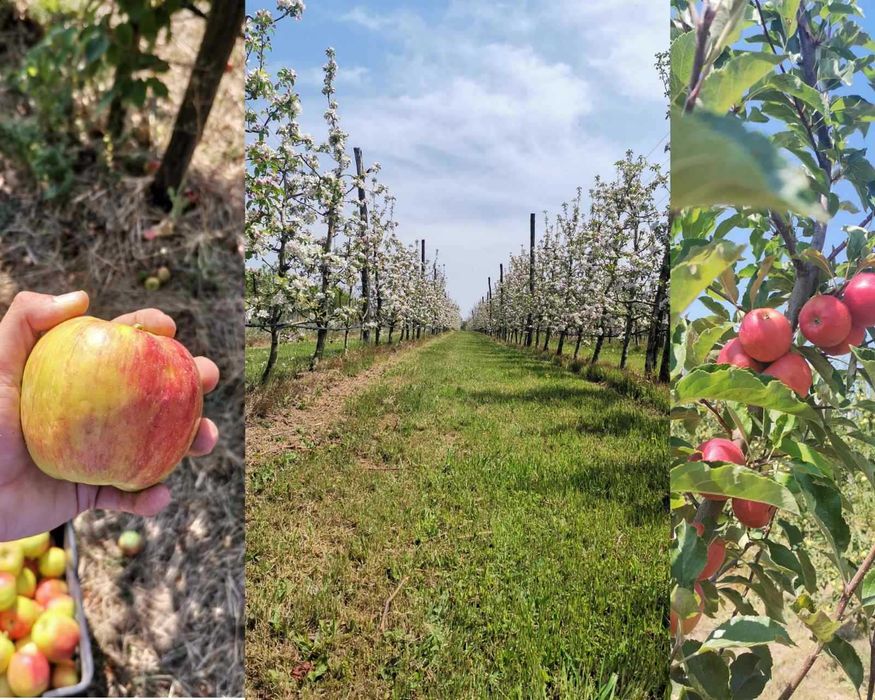 Продава се Земеделски имот в с. Могила, Област Стара Загора -  кв.м за 6 €/дка - Снимка #13