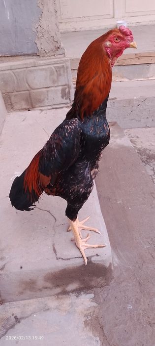 Horoz sotiladi Koreya shamo