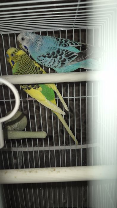 Продам волнистых попугаев