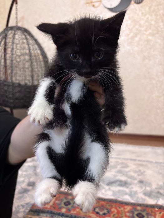 Отдам котят в хорошие руки