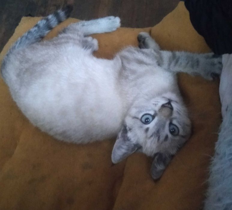 Отдам котенка ,девочку.