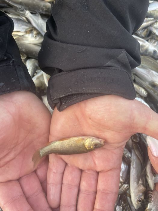 Puiet de peste vara 1